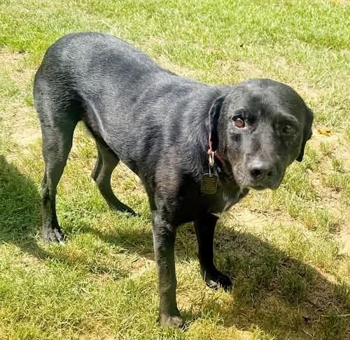 Lucky 47, a ADOPTABLE Black Labrador Retriever in Killingworth, CT image 5/6