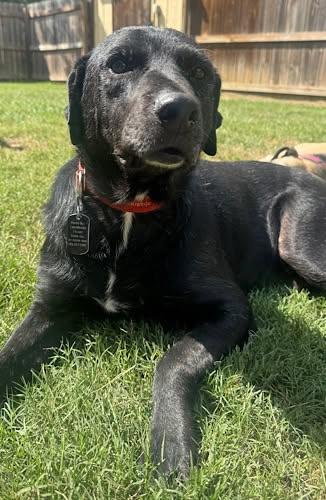 Lucky 47, a ADOPTABLE Black Labrador Retriever in Killingworth, CT image 4/6