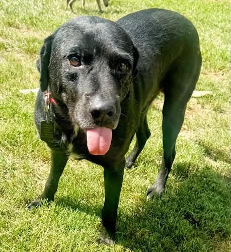 Lucky 47, ADOPTABLE, Senior Male Black Labrador Retriever.