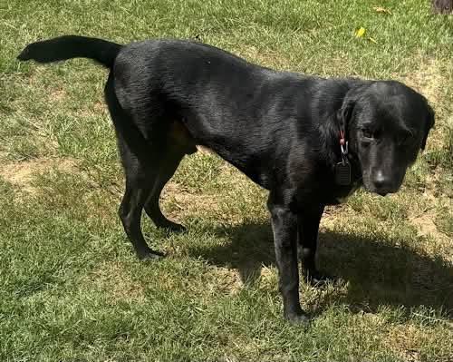 Lucky 47, a ADOPTABLE Black Labrador Retriever in Killingworth, CT image 2/6