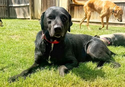 Lucky 47, a ADOPTABLE Black Labrador Retriever in Killingworth, CT image 3/6