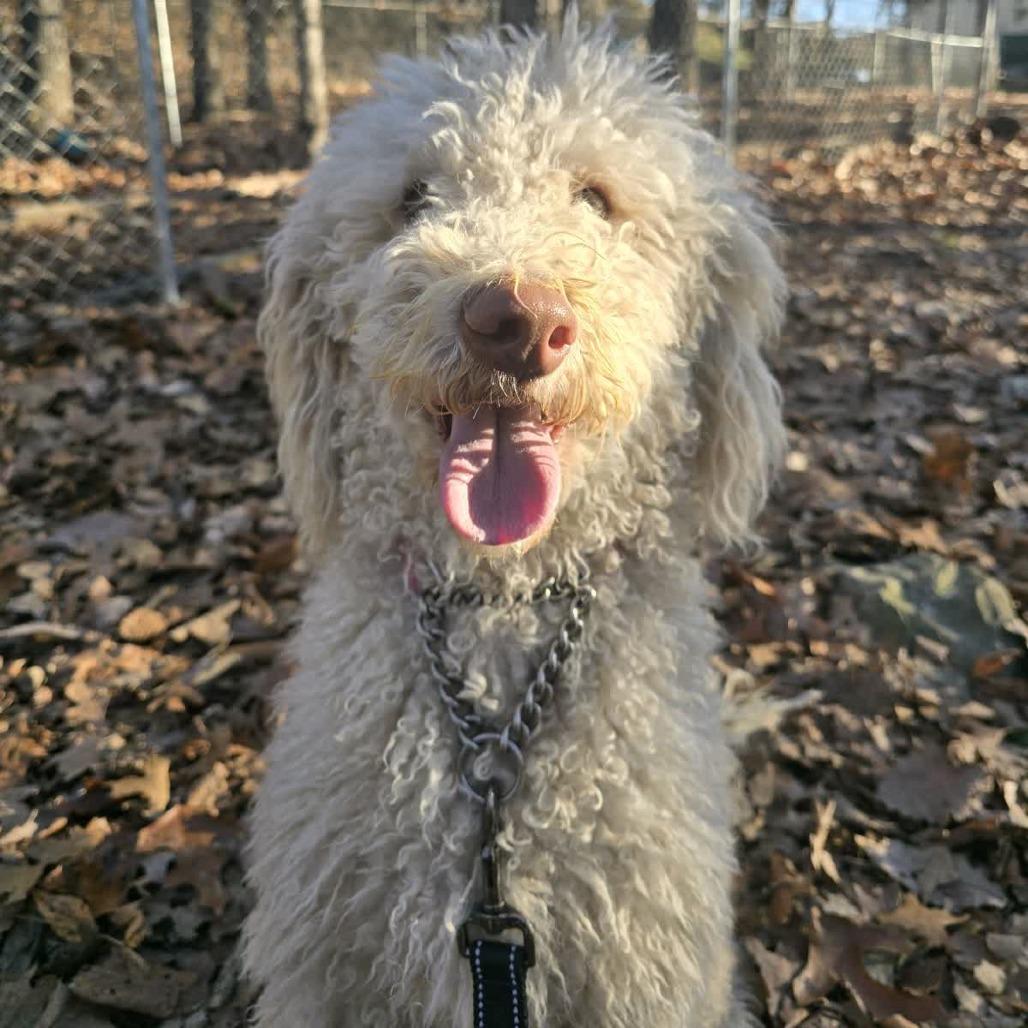 Ginger, Adoptable, Adult Female Golden Retriever & Poodle.