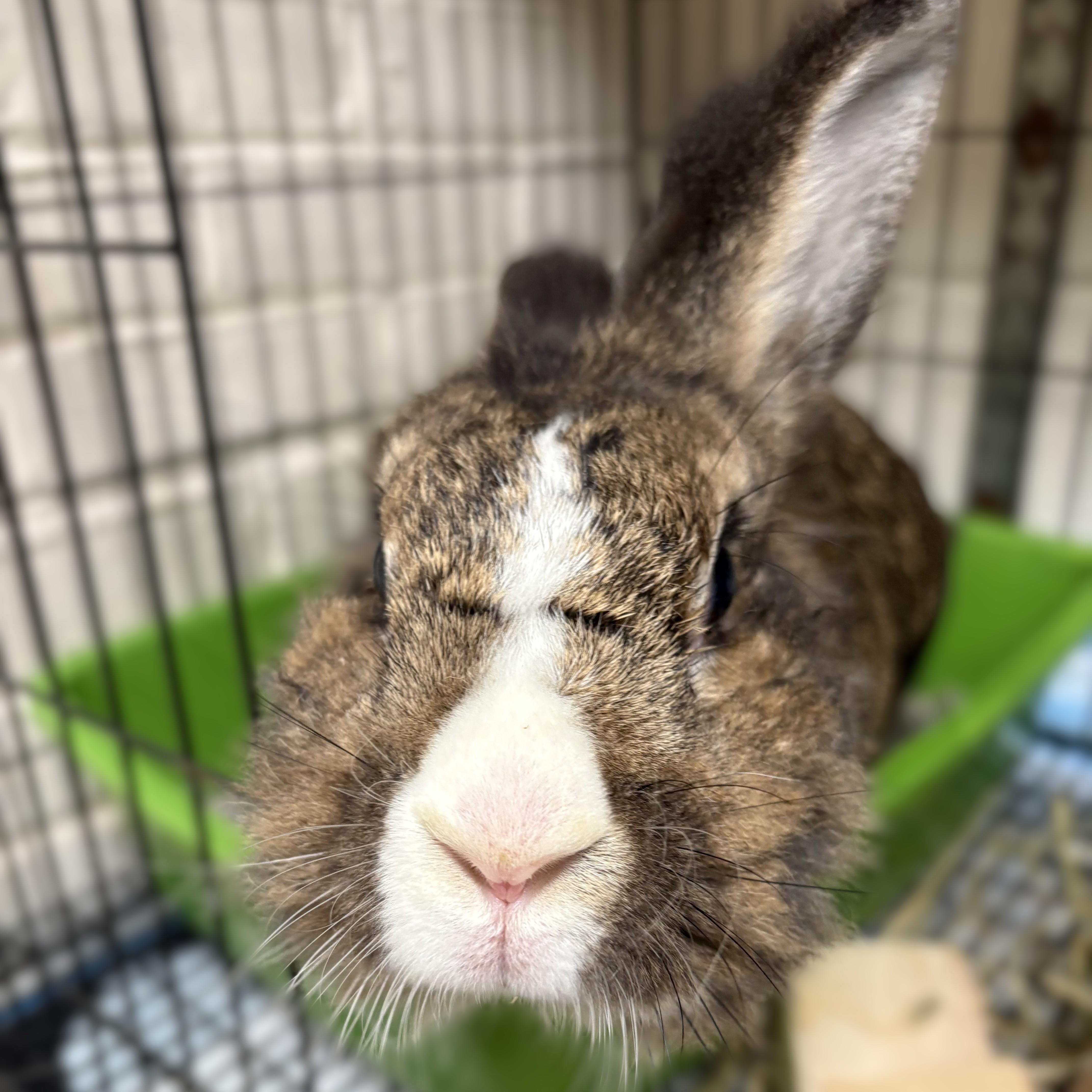 Benny- 53410, a ADOPTABLE Lionhead in Columbia, MD image 2/2