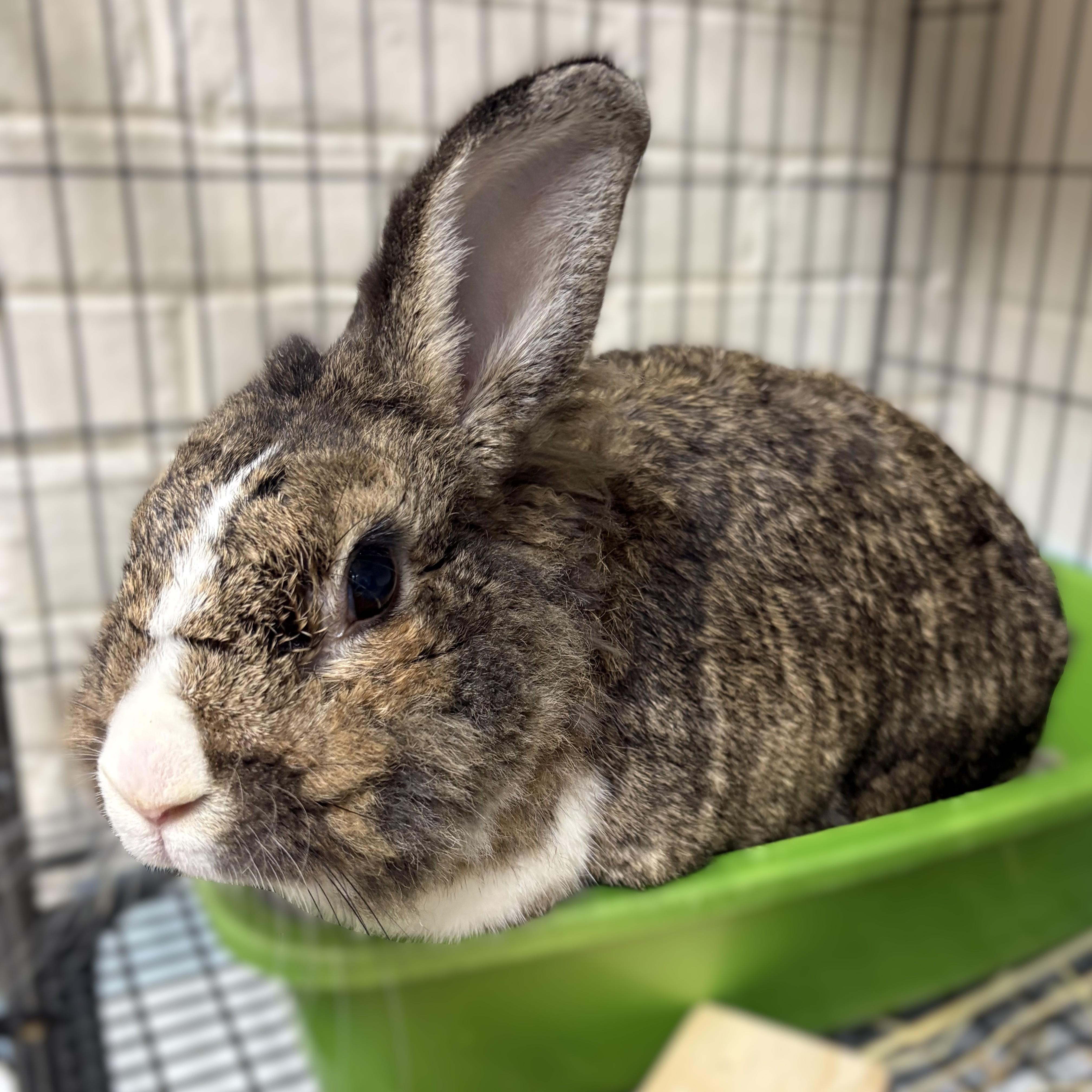 Benny- 53410, ADOPTABLE, Adult Male Lionhead.