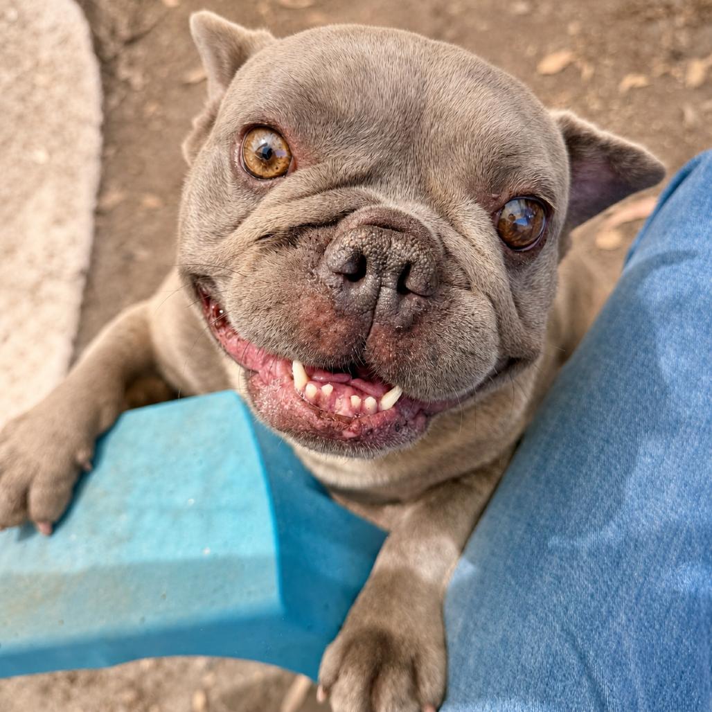Russ, Adoptable, Adult Male French Bulldog.