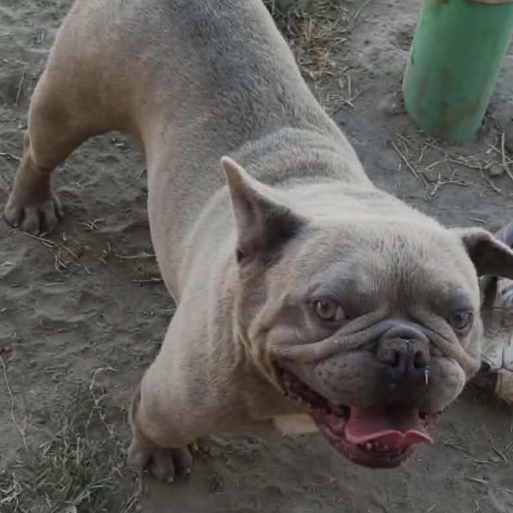 Russ, a Adoptable French Bulldog in Sonoma, CA image 2/3