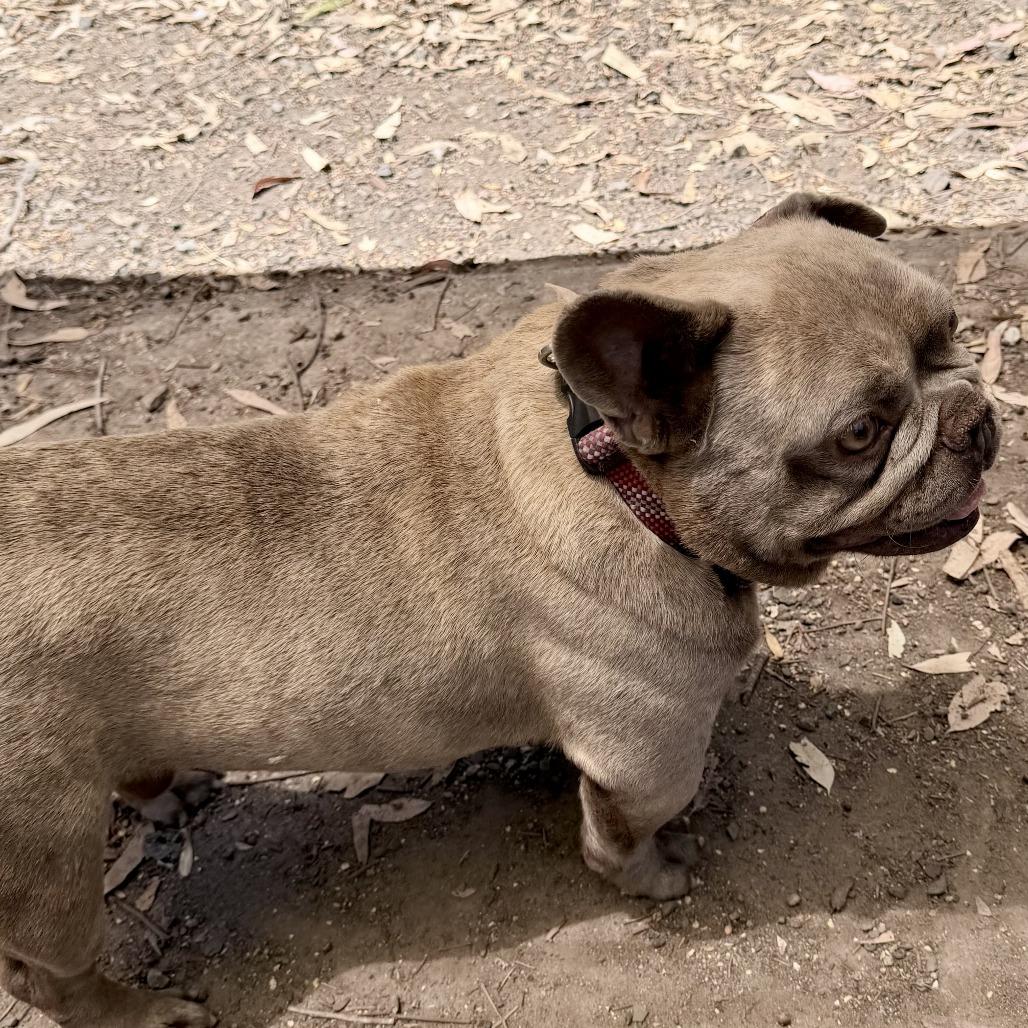 Russ, a Adoptable French Bulldog in Sonoma, CA image 3/3