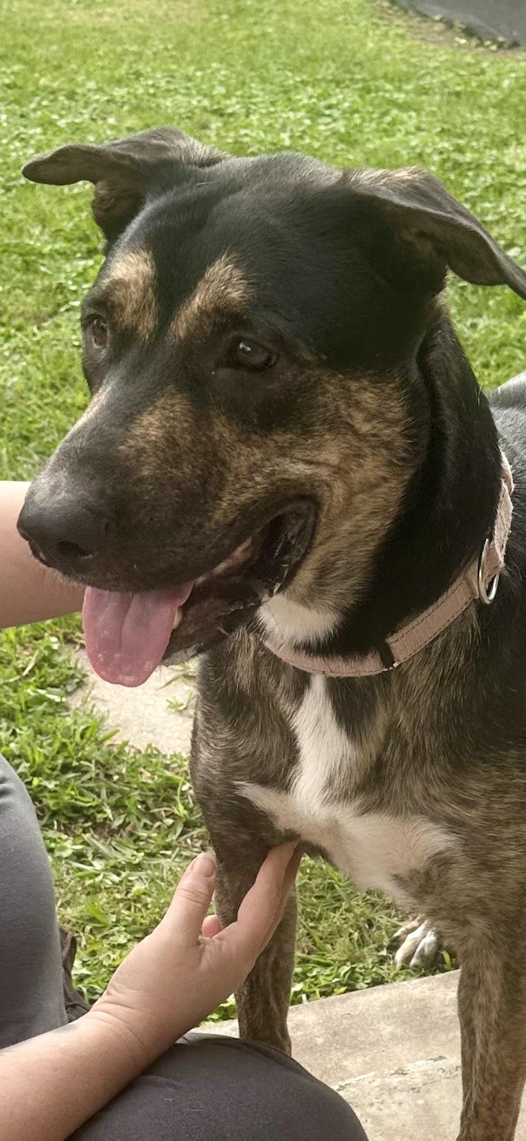 Enlarge Sasha, a Adoptable mixed breed in Enola, PA image 3/6