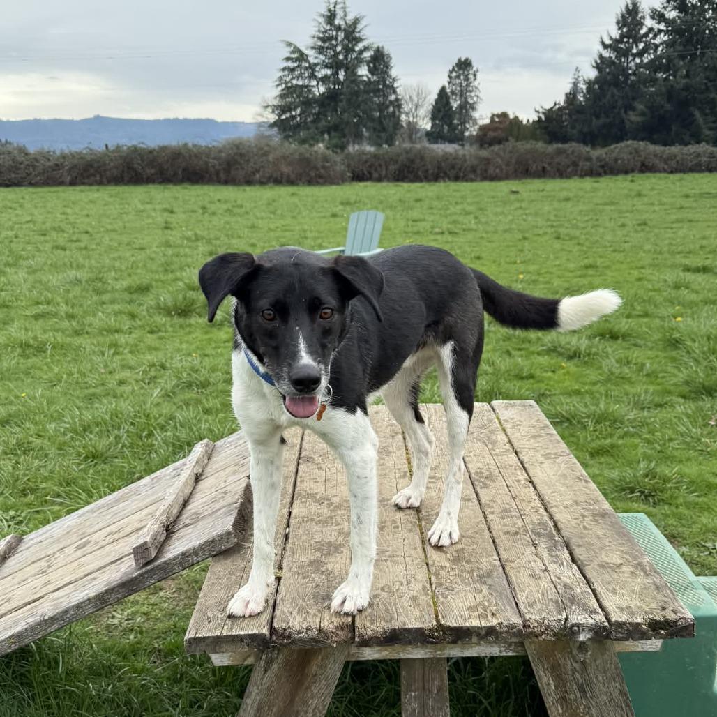 Jack, Adoptable, Adult Male Mixed Breed.