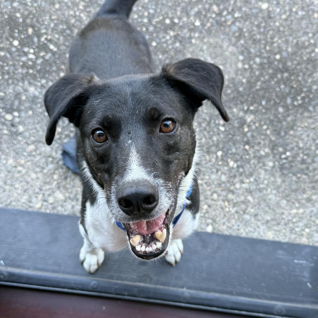 Jack, Adoptable, Adult Male Mixed Breed.