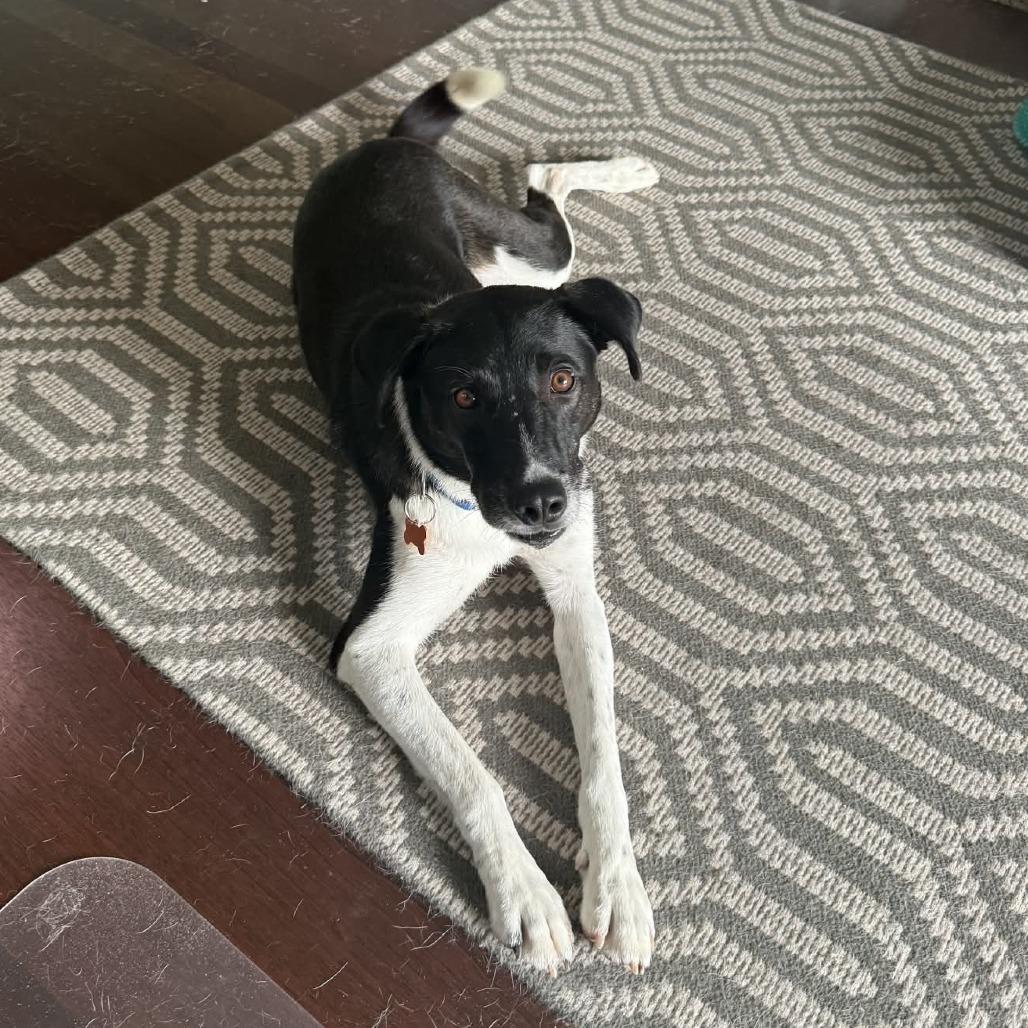 Enlarge Jack, a Adoptable Mixed Breed in Bend, OR image 3/6