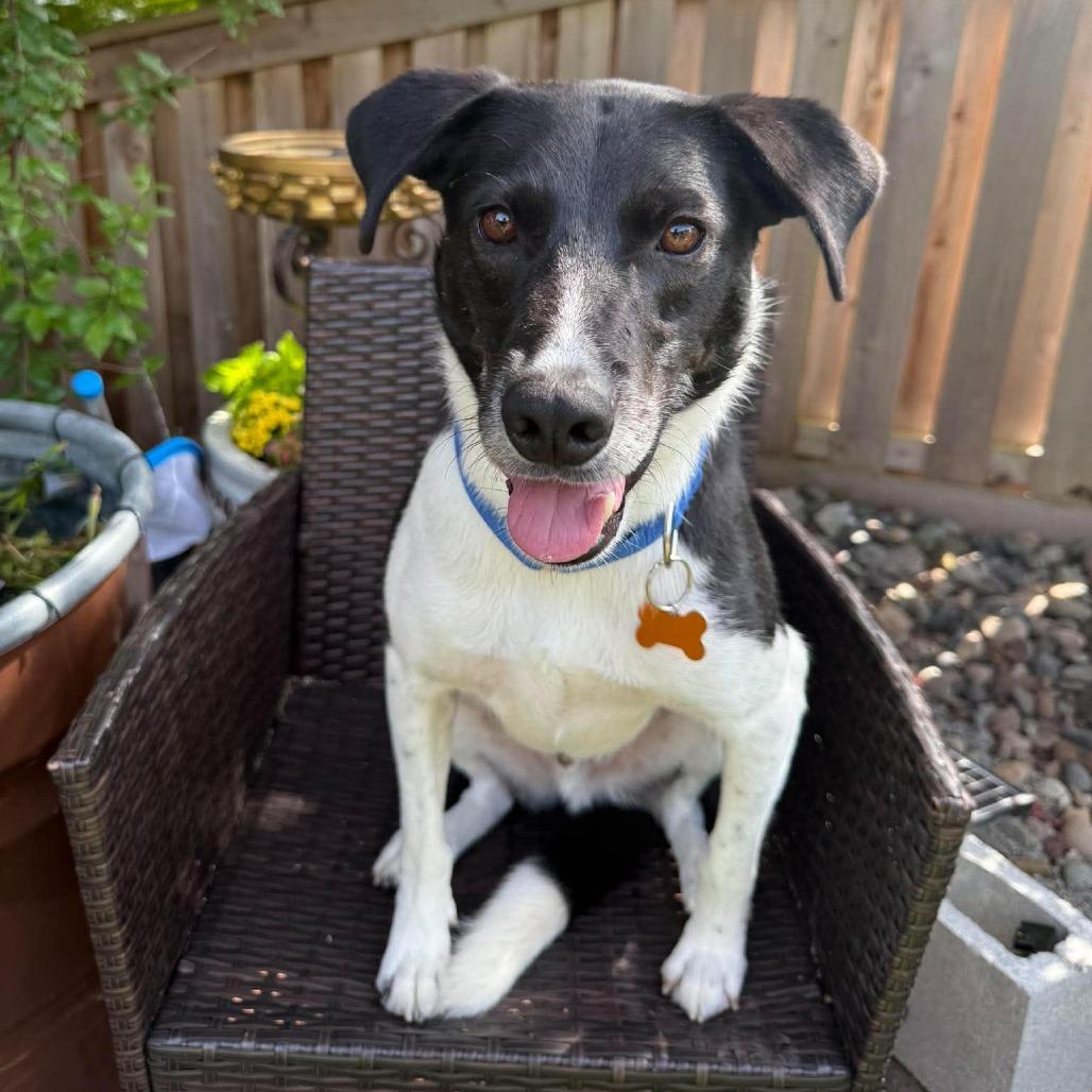 Jack, a Adoptable Mixed Breed in Bend, OR image 3/6