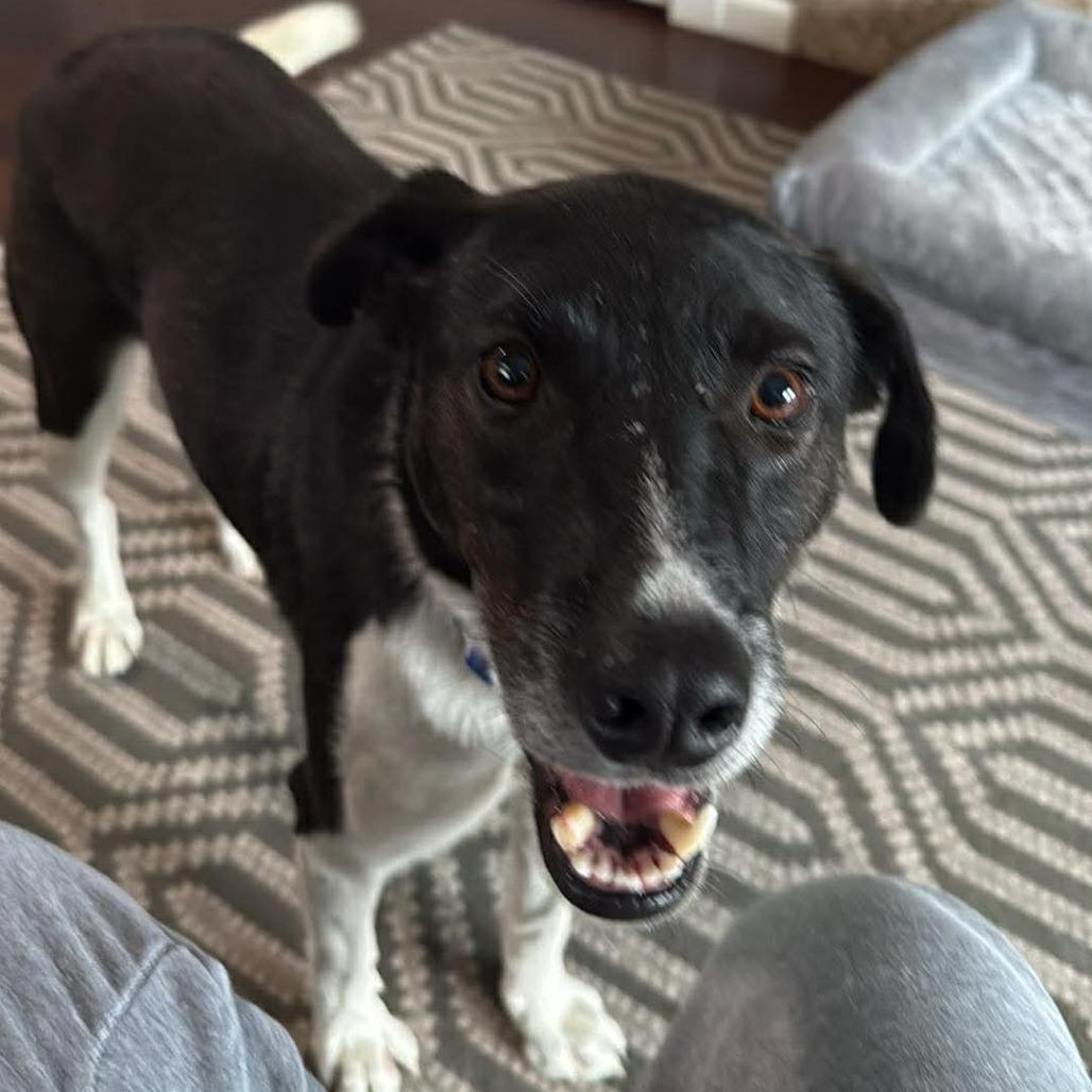 Enlarge Jack, a Adoptable Mixed Breed in Bend, OR image 4/6