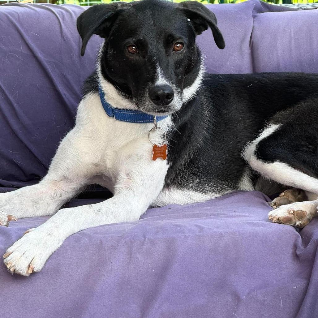 Enlarge Jack, a Adoptable Mixed Breed in Bend, OR image 4/6