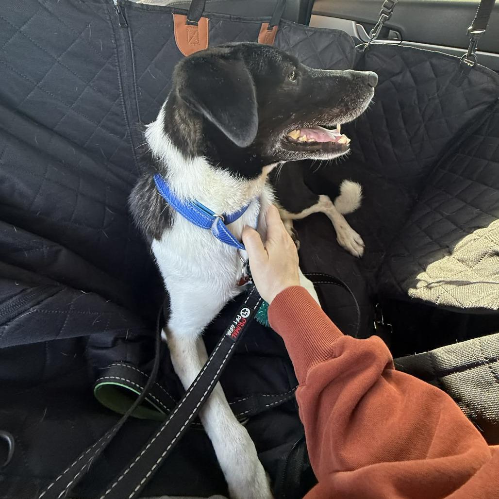 Enlarge Jack, a Adoptable Mixed Breed in Bend, OR image 5/6