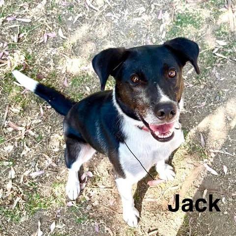 Enlarge Jack, a Adoptable Mixed Breed in Bend, OR image 6/6
