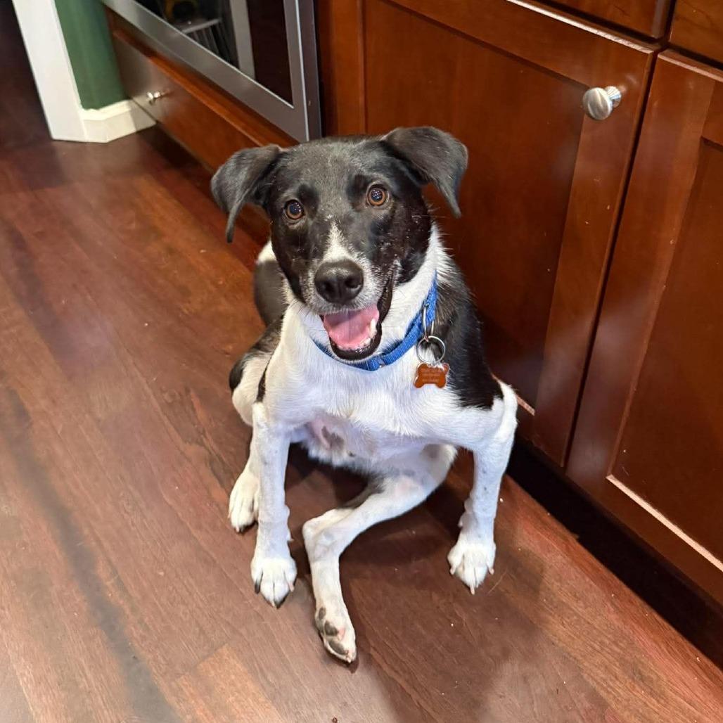 Jack, a Adoptable Mixed Breed in Bend, OR image 6/6