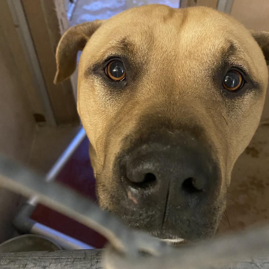 King, Adoptable, Adult Male Pit Bull Terrier.