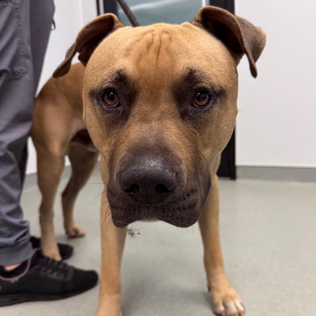 Enlarge King, a Adoptable Pit Bull Terrier in Abilene, TX image 2/6