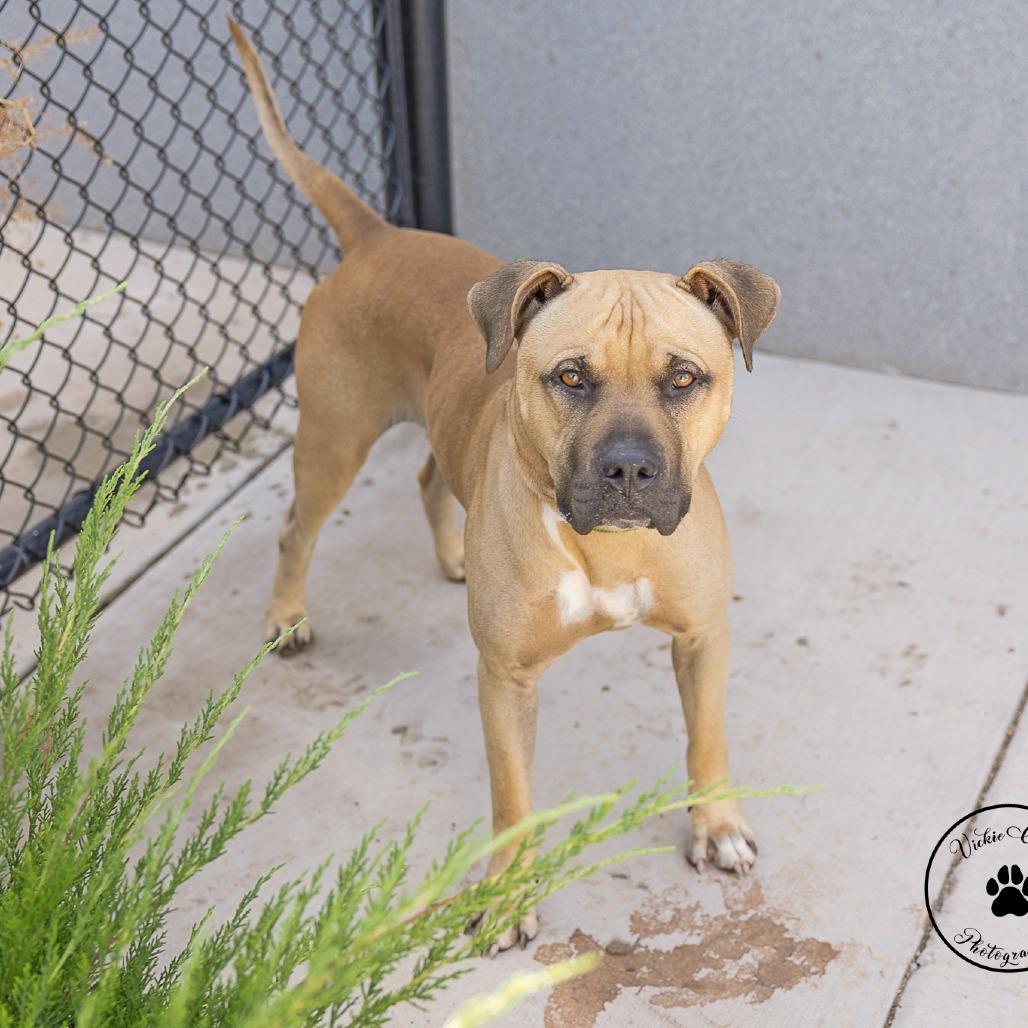 Enlarge King, a Adoptable Pit Bull Terrier in Abilene, TX image 3/6