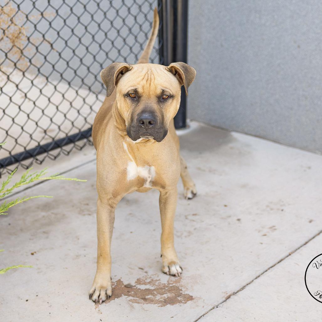 Enlarge King, a Adoptable Pit Bull Terrier in Abilene, TX image 4/6