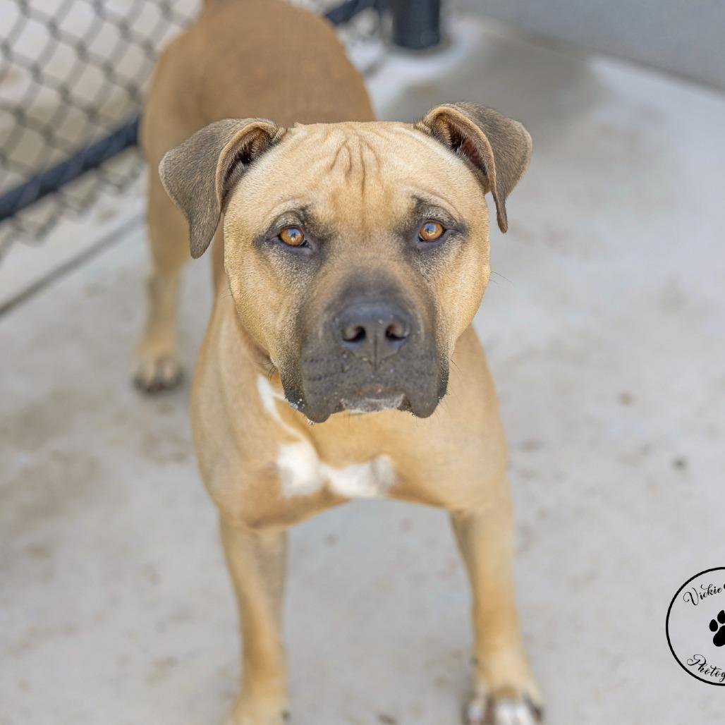 Enlarge King, a Adoptable Pit Bull Terrier in Abilene, TX image 5/6