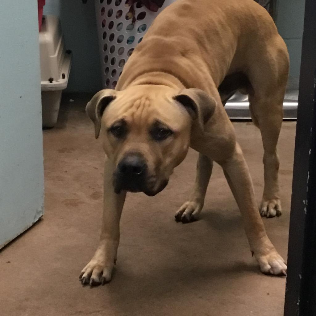 Enlarge King, a Adoptable Pit Bull Terrier in Abilene, TX image 6/6