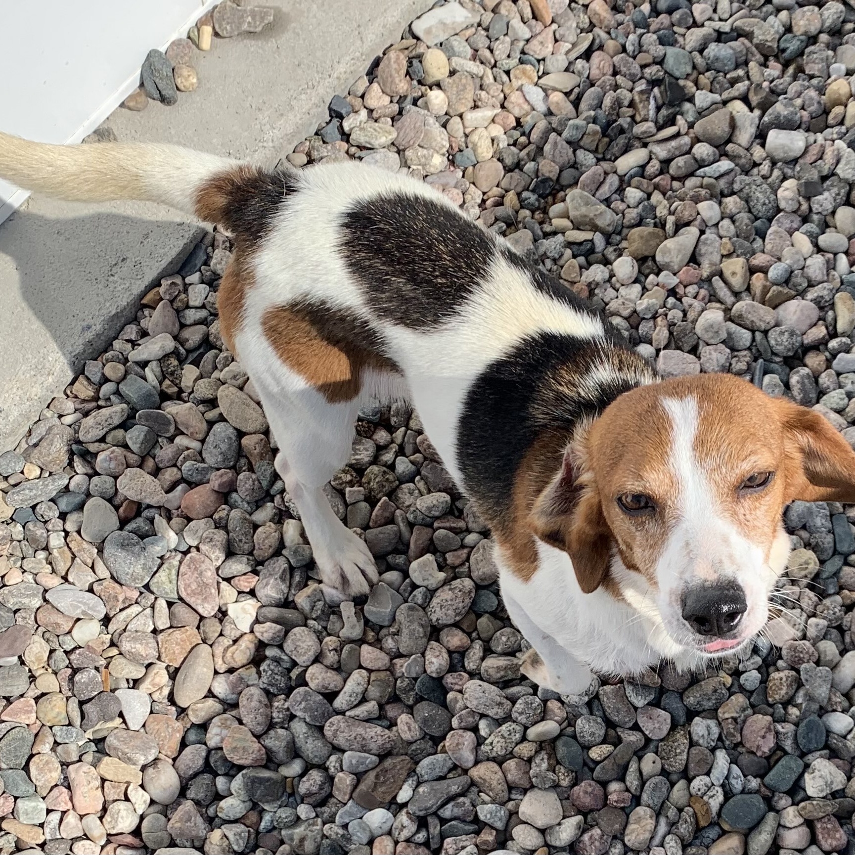 Enlarge Betsy, a Adopted Beagle in Hartville, WY image 1/1