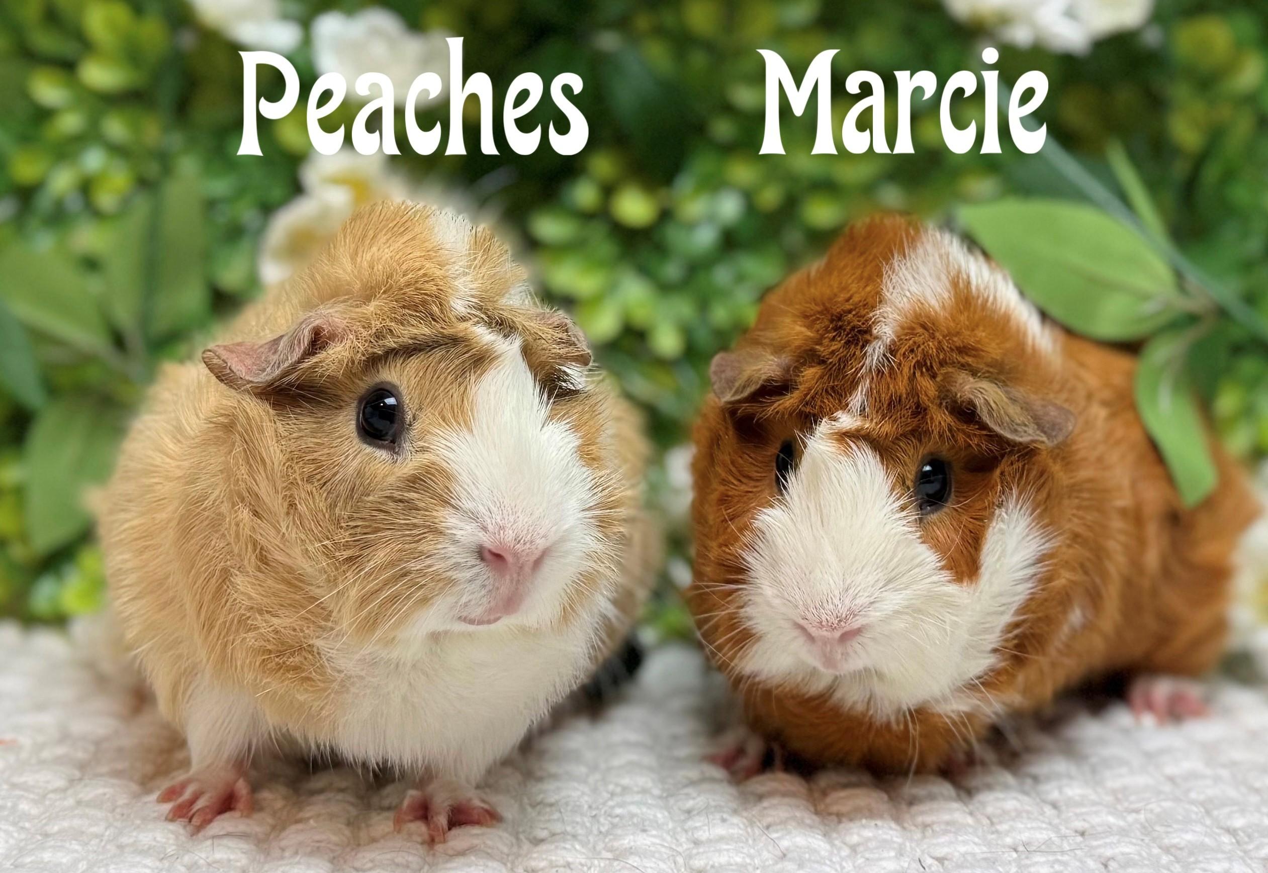 Peaches and Marcie, an adoptable Abyssinian in Knoxville, TN_image-1