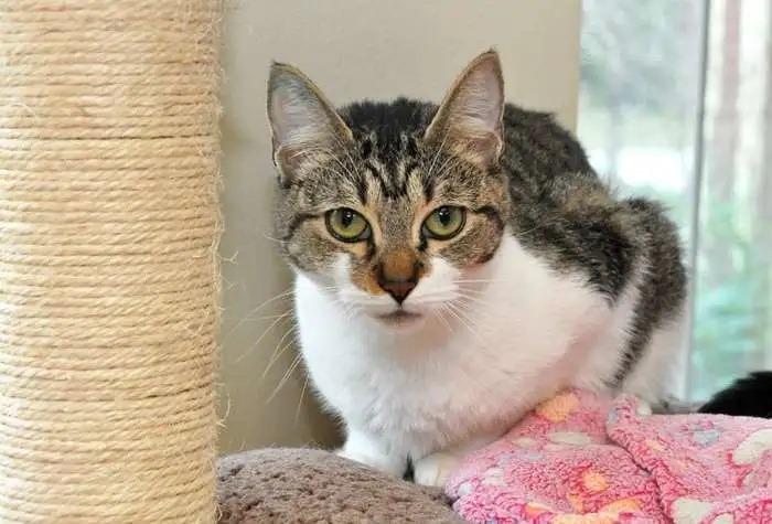 Elphaba, Adoptable, Young Female Domestic Medium Hair.