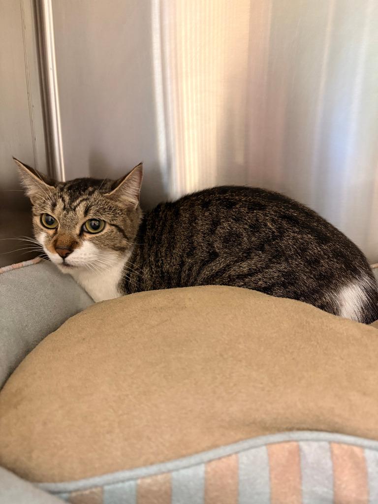 Elphaba, a Adoptable mixed breed in Coupeville, WA image 2/2