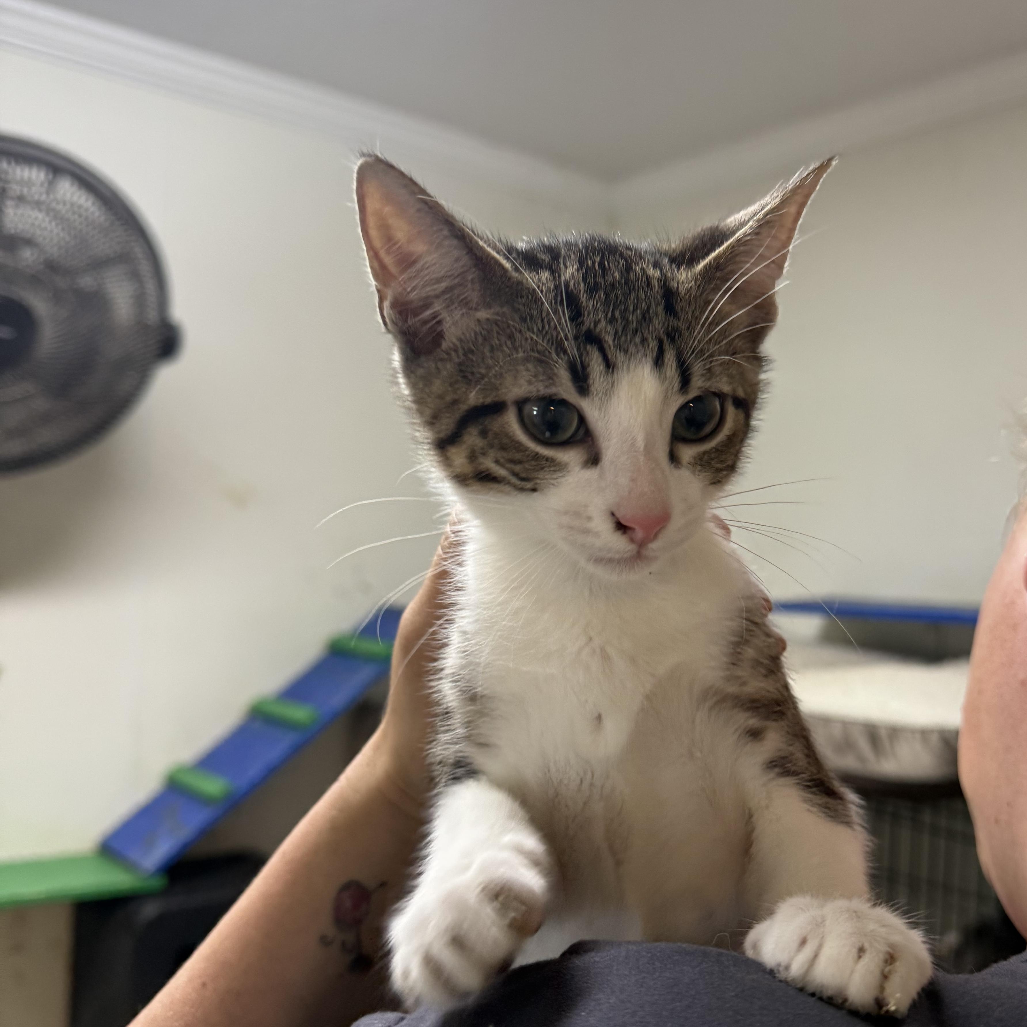 Scooter, ADOPTABLE, Kitten Male Domestic Short Hair.