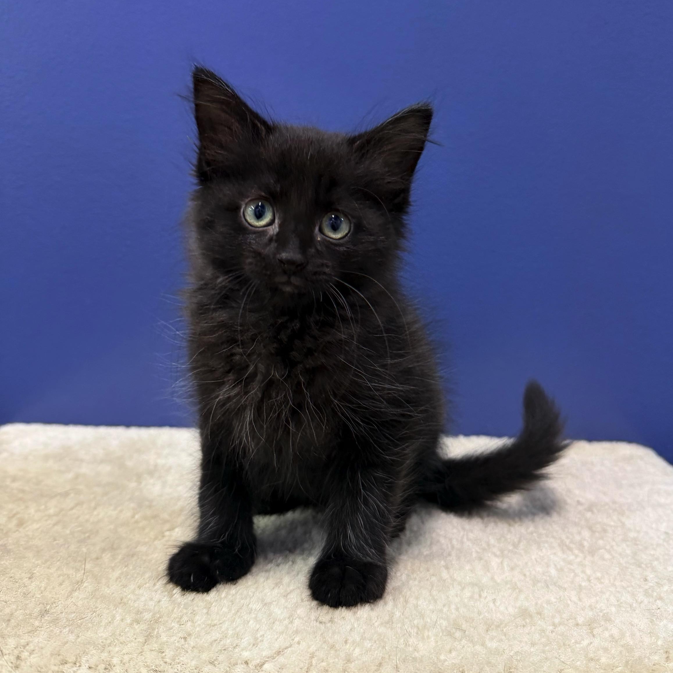 Breeze, a Adoptable Domestic Medium Hair in High Ridge, MO image 3/3