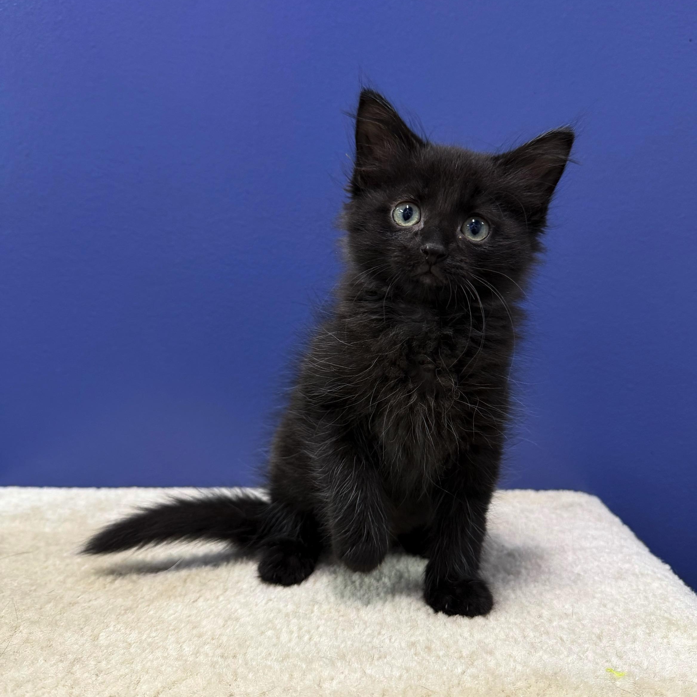 Breeze, a Adoptable Domestic Medium Hair in High Ridge, MO image 1/3