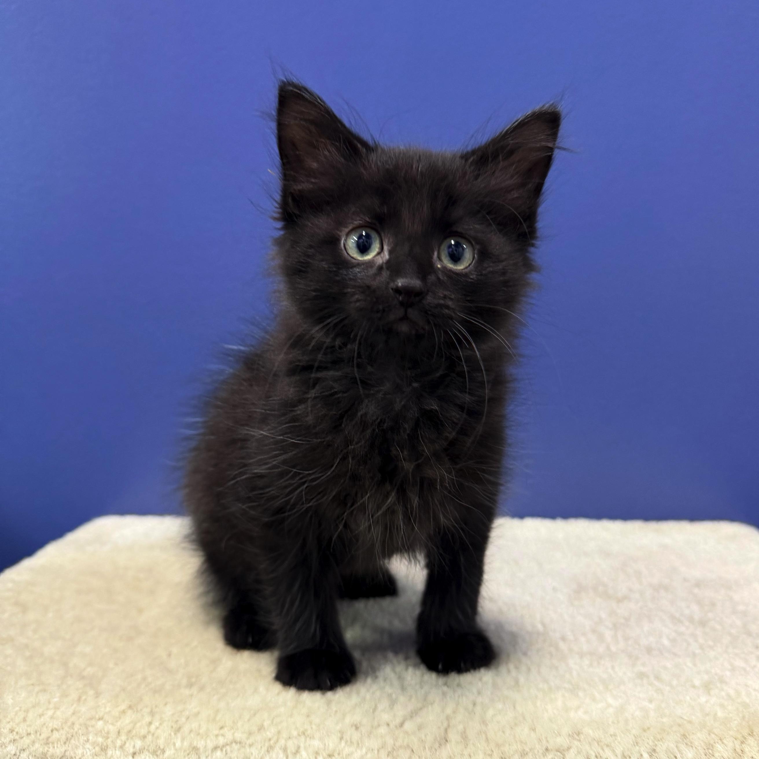 Breeze, a Adoptable Domestic Medium Hair in High Ridge, MO image 2/3
