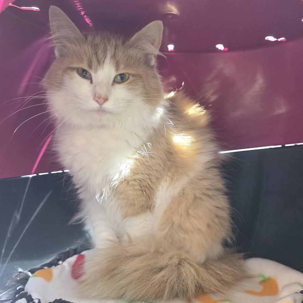 Enlarge Floofy, a Adoptable Domestic Long Hair in Fort Wayne, IN image 1/5