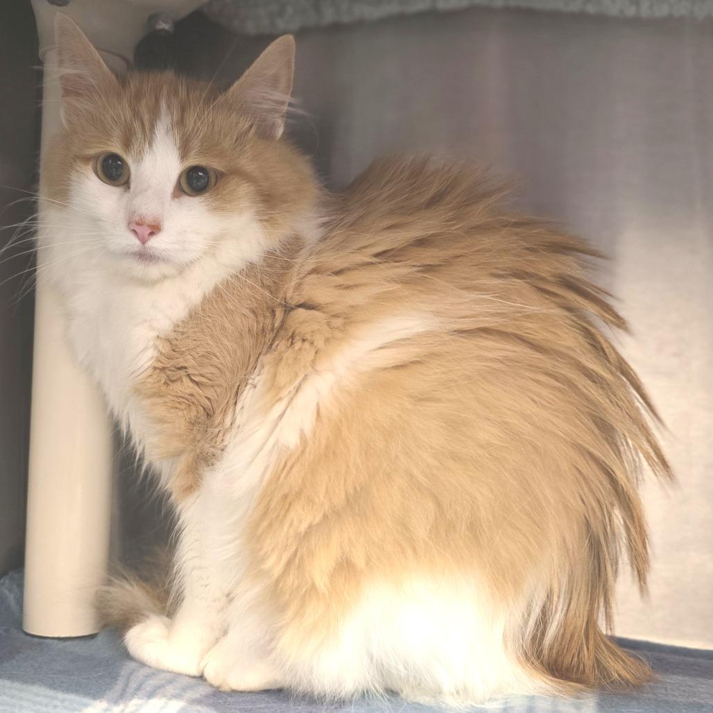 Enlarge Floofy, a Adoptable Domestic Long Hair in Fort Wayne, IN image 2/5