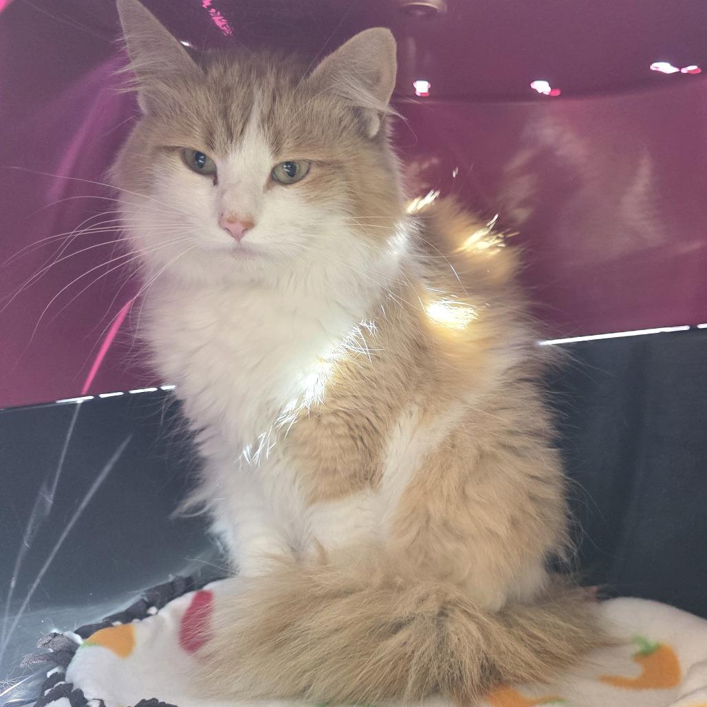 Enlarge Floofy, a Adoptable Domestic Long Hair in Fort Wayne, IN image 3/5