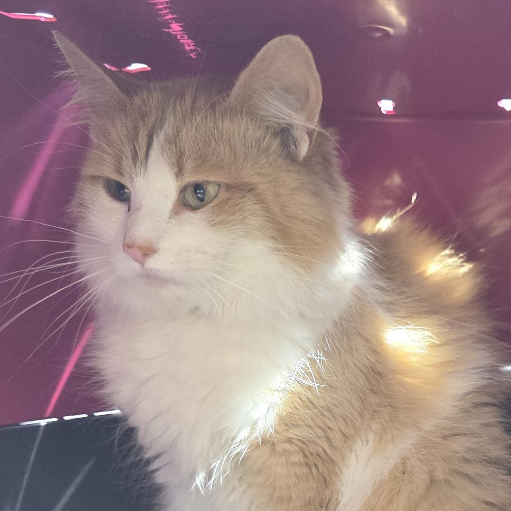 Enlarge Floofy, a Adoptable Domestic Long Hair in Fort Wayne, IN image 4/5