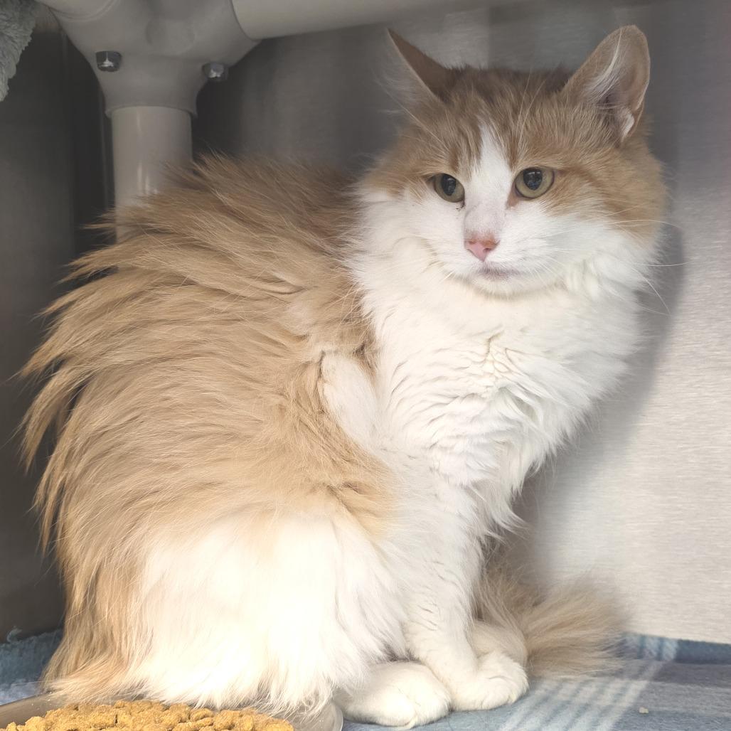 Enlarge Floofy, a Adoptable Domestic Long Hair in Fort Wayne, IN image 5/5