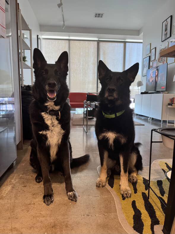 Oso (Courtesy Post), Adoptable, Adult Male German Shepherd Dog & Husky.