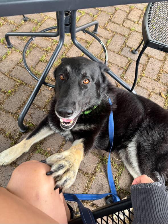 Enlarge Oso (Courtesy Post), a Adoptable mixed breed in Los Angeles, CA image 5/6