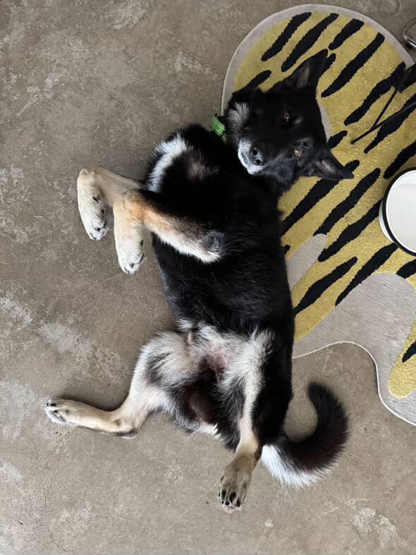 Enlarge Oso (Courtesy Post), a Adoptable mixed breed in Los Angeles, CA image 2/6