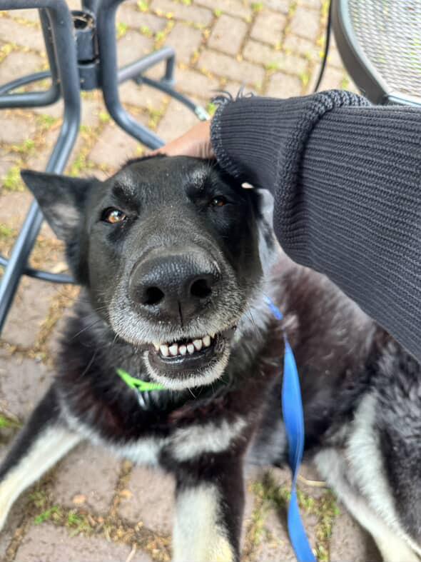 Enlarge Oso (Courtesy Post), a Adoptable mixed breed in Los Angeles, CA image 3/6