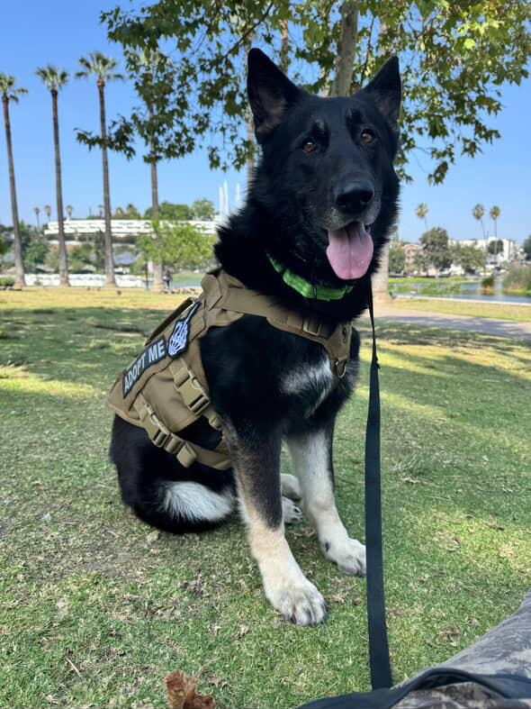 Enlarge Oso (Courtesy Post), a Adoptable mixed breed in Los Angeles, CA image 4/6
