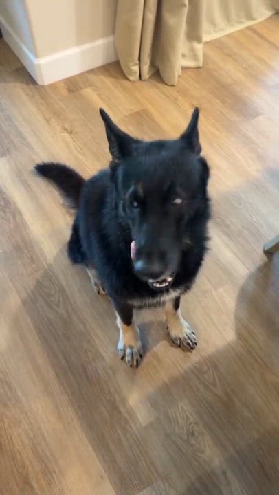 Enlarge Oso (Courtesy Post), a Adoptable mixed breed in Los Angeles, CA video 6/6