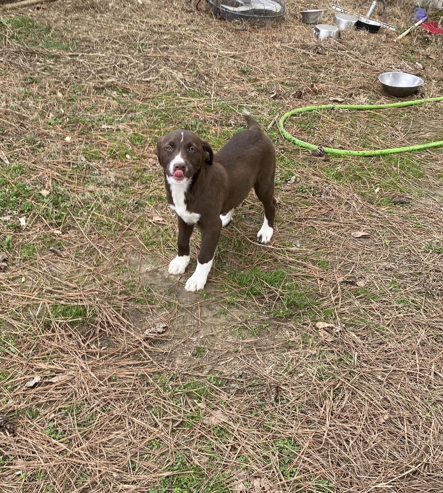 Enlarge Harper, an adopted mixed breed in Pembroke, MA image 4/5