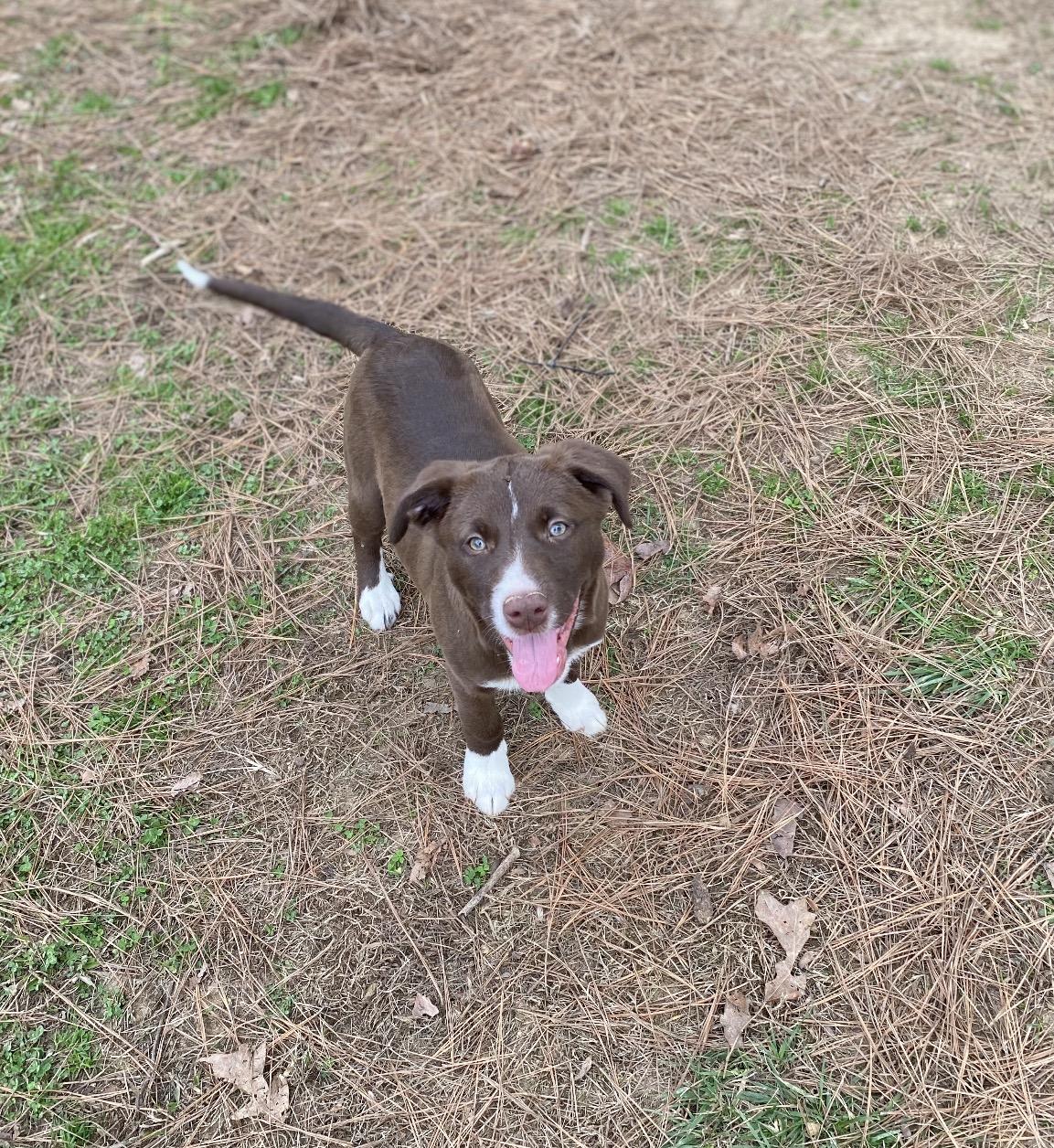 Enlarge Harper, an adopted mixed breed in Pembroke, MA image 3/5