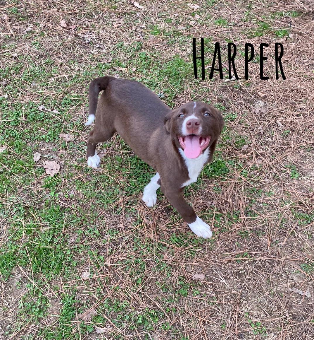 Enlarge Harper, an adopted mixed breed in Pembroke, MA image 1/5