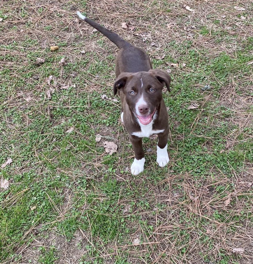 Enlarge Harper, an adopted mixed breed in Pembroke, MA image 2/5